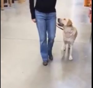 dog training st pete